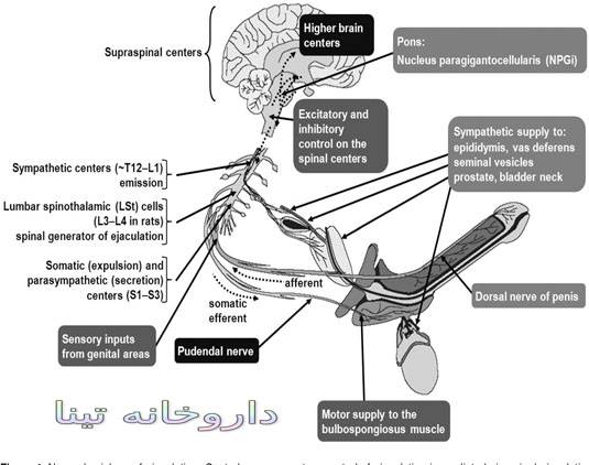 Neuroanatomy - نعوظ چیست و چگونه نعوظ رخ میدهد؟